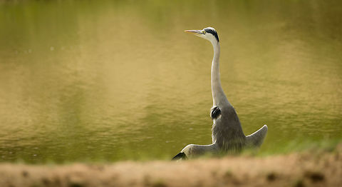 Grey Heron drying wings in morning sun, Yala NP, Sri Lanka  Ardea cinerea,Asia,Grey Heron,Sri Lanka,Yala