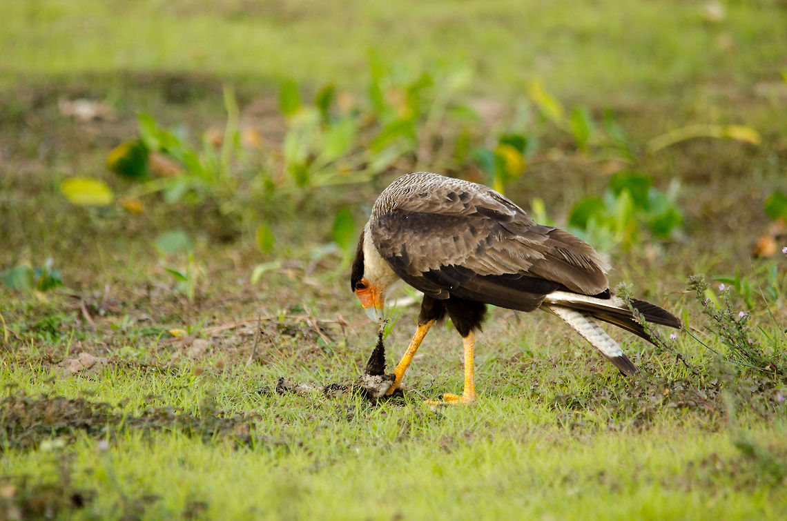 Crested Caracara found a snack A Crested  Caracara uses its strong legs and beak to feed on...something. Bird of prey,Birds,Brazil,Crested Caracara,Pantanal