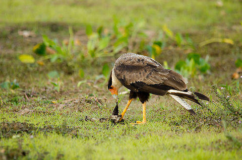 Crested Caracara found a snack A Crested  Caracara uses its strong legs and beak to feed on...something. Bird of prey,Birds,Brazil,Crested Caracara,Pantanal