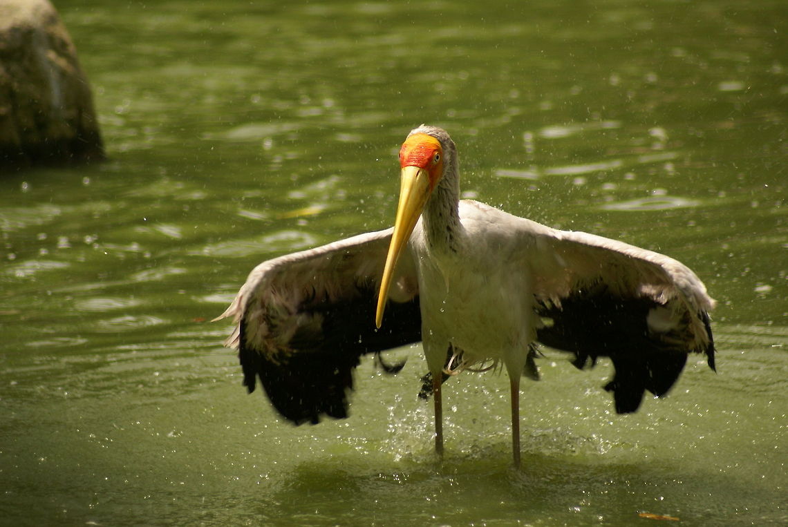 Milky stork landing (5 of 6) Action capture of a Milky Stork landing in the water, part 5 of 6. Birds,Malaysia,Milky Stork,Mycteria cinerea,Stork