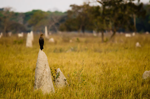 Savanna Hawk at termite grave yard A Savannah hawk uses one of the many abondoned termite hills in this field in the Pantanal to observe small mammals to feed on. Bird of prey,Brazil,Buteogallus meridionalis,Hawk,Pantanal,Savanna Hawk,birds