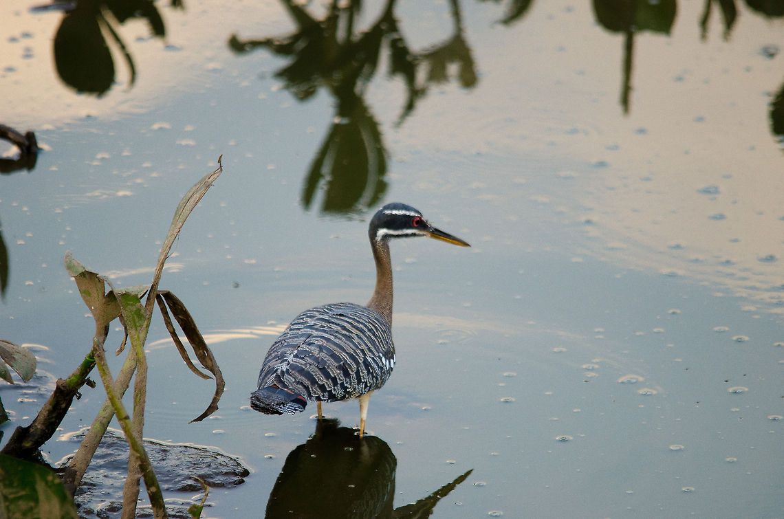 Sunbittern (Eurypyga helias) A Sunbittern, native to South America, searches this shallow pond for small insects to feed on. Brazil,Eurypyga helias,Pantanal,Sunbittern,birds