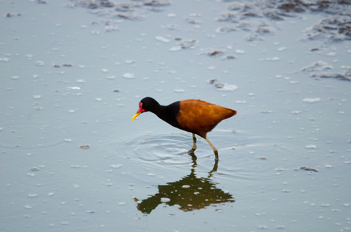 Wattled Jacana (Jacana jacana) A gorgeous wetland bird with huge feet allowing it to walk on floating vegetation. Spotted in the Pantanal. Birds,Brazil,Jacana jacana,Pantanal,Wattled Jacana