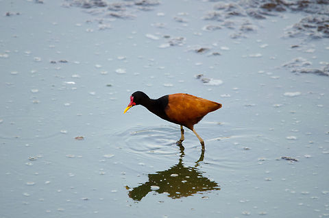 Wattled Jacana (Jacana jacana) A gorgeous wetland bird with huge feet allowing it to walk on floating vegetation. Spotted in the Pantanal. Birds,Brazil,Jacana jacana,Pantanal,Wattled Jacana