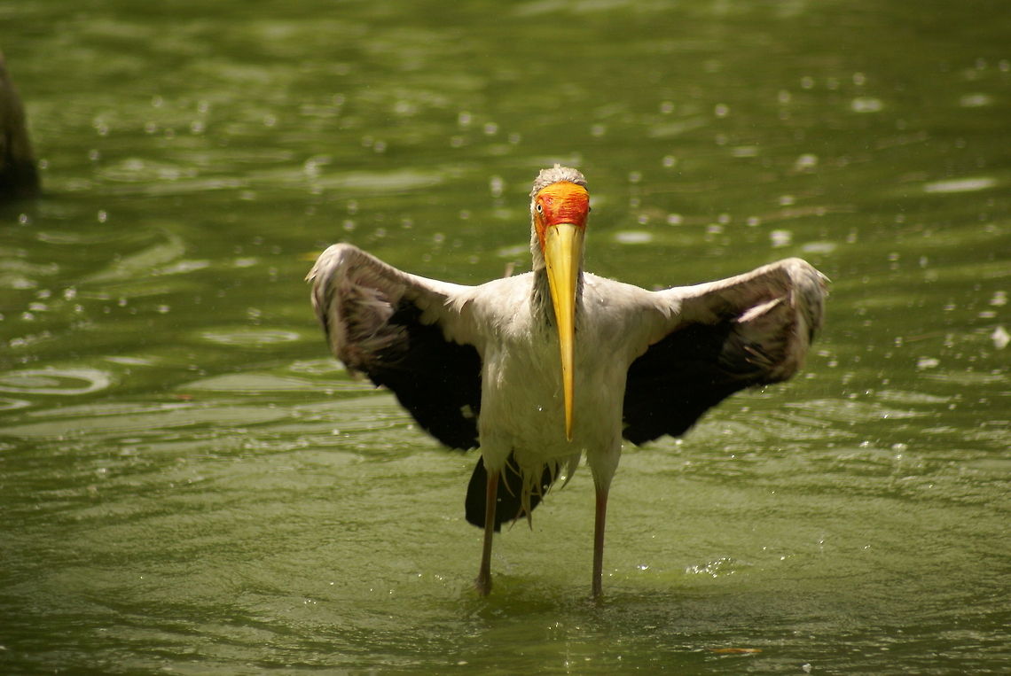 Milky stork landing (6 of 6) Action capture of a Milky Stork landing in the water, part 6 of 6. Birds,Malaysia,Milky Stork,Mycteria cinerea,Stork