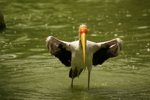 Milky stork landing (6 of 6) Action capture of a Milky Stork landing in the water, part 6 of 6. Birds,Malaysia,Milky Stork,Mycteria cinerea,Stork