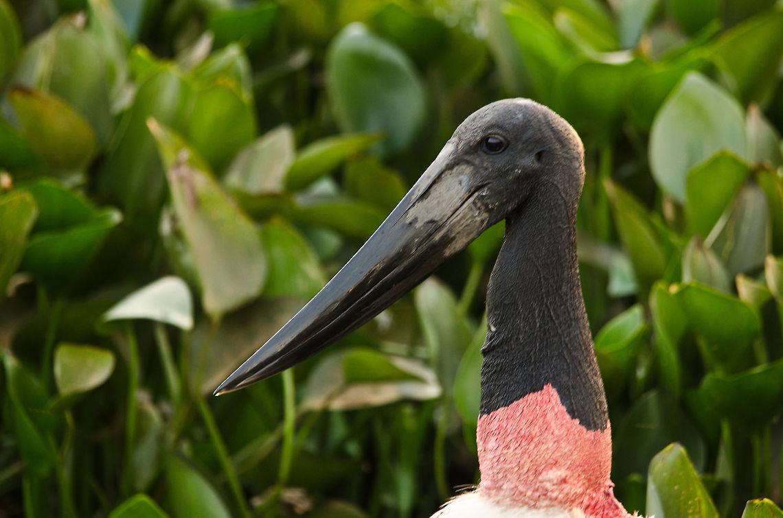 Jabiru Stork Closeup of a Jabiru Stork in its natural habitat, the Pantanal swamps, where it is fishing in the ponds. Brazil,Jabiru,Pantanal,Stork,birds