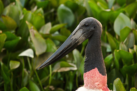 Jabiru Stork Closeup of a Jabiru Stork in its natural habitat, the Pantanal swamps, where it is fishing in the ponds. Brazil,Jabiru,Pantanal,Stork,birds