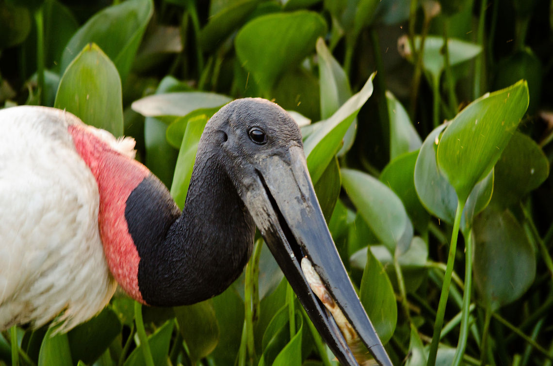Jabiru Stork feeding A Jabiru Stork found a fish to snack on. Finding food is easy during the dry season at the Pantanal, due to the shallow ponds the fish have no place to go. Birds,Brazil,Feeding,Jabiru,Pantanal,Stork