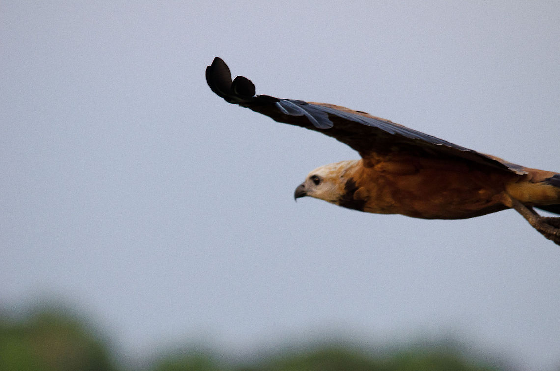 Black-collared Hawk in flight A Black-collared Hawk, very common in the Pantanal, surveys the fields and ponds for prey. Bird of prey,Black-collared Hawk,Brazil,Hawk,Pantanal,birds