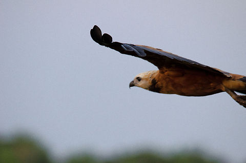 Black-collared Hawk in flight A Black-collared Hawk, very common in the Pantanal, surveys the fields and ponds for prey. Bird of prey,Black-collared Hawk,Brazil,Hawk,Pantanal,birds