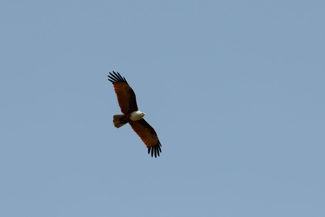 Brahminy Kite circling Yala NP, Sri Lanka Using the hot air for lift, it effortlessly glides through the air in search of prey. Asia,Brahminy Kite,Haliastur indus,Sri Lanka,Yala