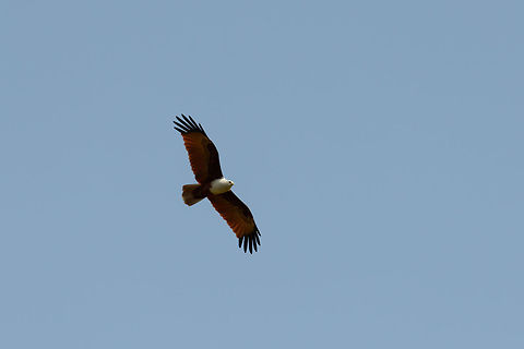 Brahminy Kite circling Yala NP, Sri Lanka Using the hot air for lift, it effortlessly glides through the air in search of prey. Asia,Brahminy Kite,Haliastur indus,Sri Lanka,Yala