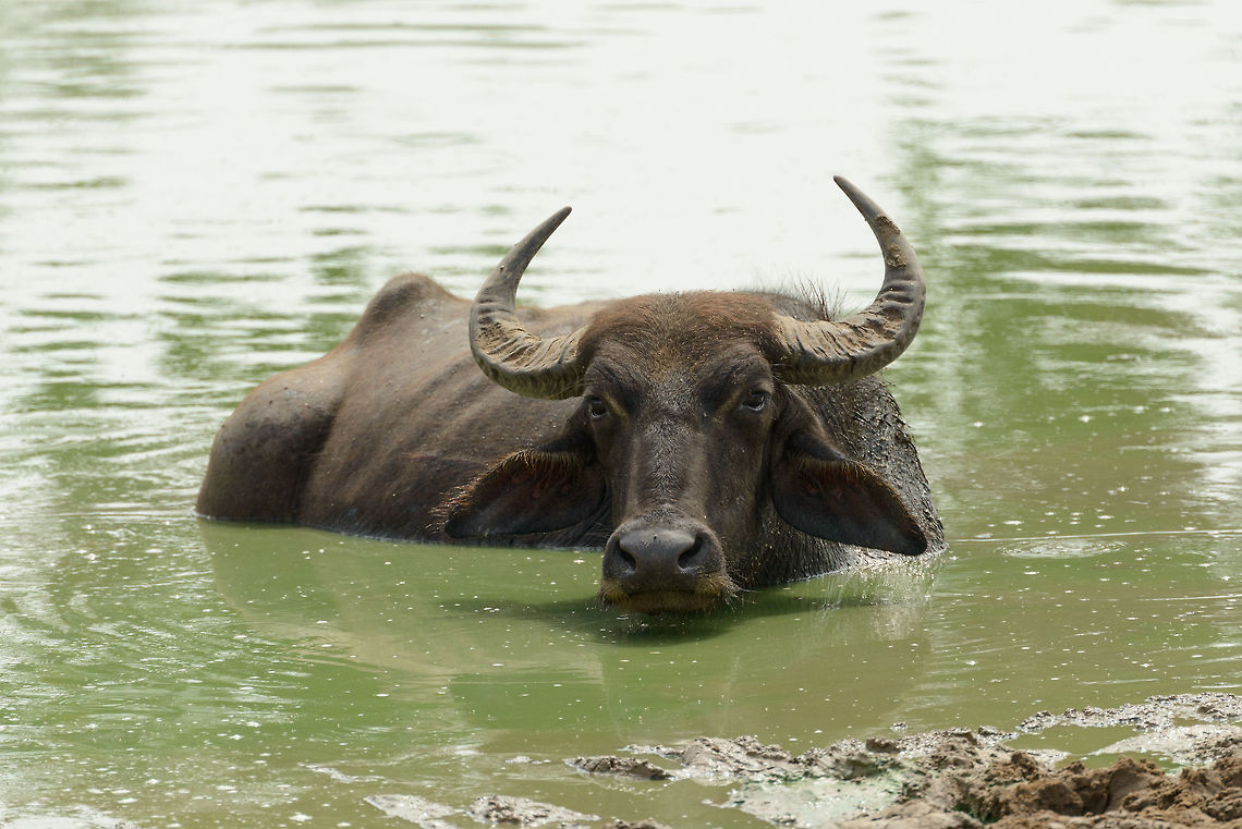 Water Buffalo cooling down in pond Yala NP, Sri Lanka. I&#039;ve said it before: at the end of the rain season, every pond is claimed by either a crocodile or a water buffalo. Asia,Bubalus bubalis,Sri Lanka,Water buffalo,Yala