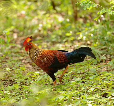 Male Sri Lankan Junglefowl, Yala NP, Sri Lanka Don't call this bird "chicken" when you spot it, it's a bird of national pride in Sri Lanka. Asia,Gallus lafayetii,Sri Lanka,Sri Lankan Junglefowl,Yala