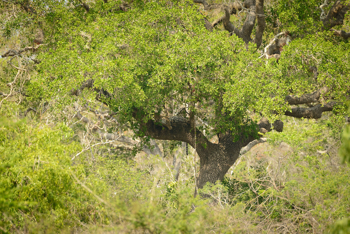 Sri Lankan Leopard in remote tree, Yala NP, Sri Lanka Spotting a leopard in Sri Lanka is a big deal that will soon lead to all jeeps in the park lining up. We spotted this one ourselves using binoculars. You need a lot of luck for it, but a way to increase odds is to look for trees like this, that are not too high and have a thick horizontal branch, as well as shade. This tree is easy to climb, comfortable to lay on and take prey on, and cools down the cat. Asia,Panthera pardus kotiya,Sri Lanka,Sri Lankan Leopard,Yala