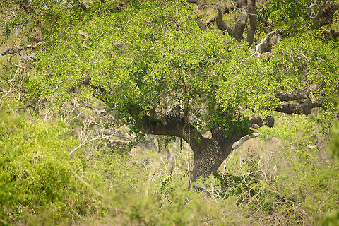 Sri Lankan Leopard in remote tree, Yala NP, Sri Lanka Spotting a leopard in Sri Lanka is a big deal that will soon lead to all jeeps in the park lining up. We spotted this one ourselves using binoculars. You need a lot of luck for it, but a way to increase odds is to look for trees like this, that are not too high and have a thick horizontal branch, as well as shade. This tree is easy to climb, comfortable to lay on and take prey on, and cools down the cat.  Asia,Panthera pardus kotiya,Sri Lanka,Sri Lankan Leopard,Yala
