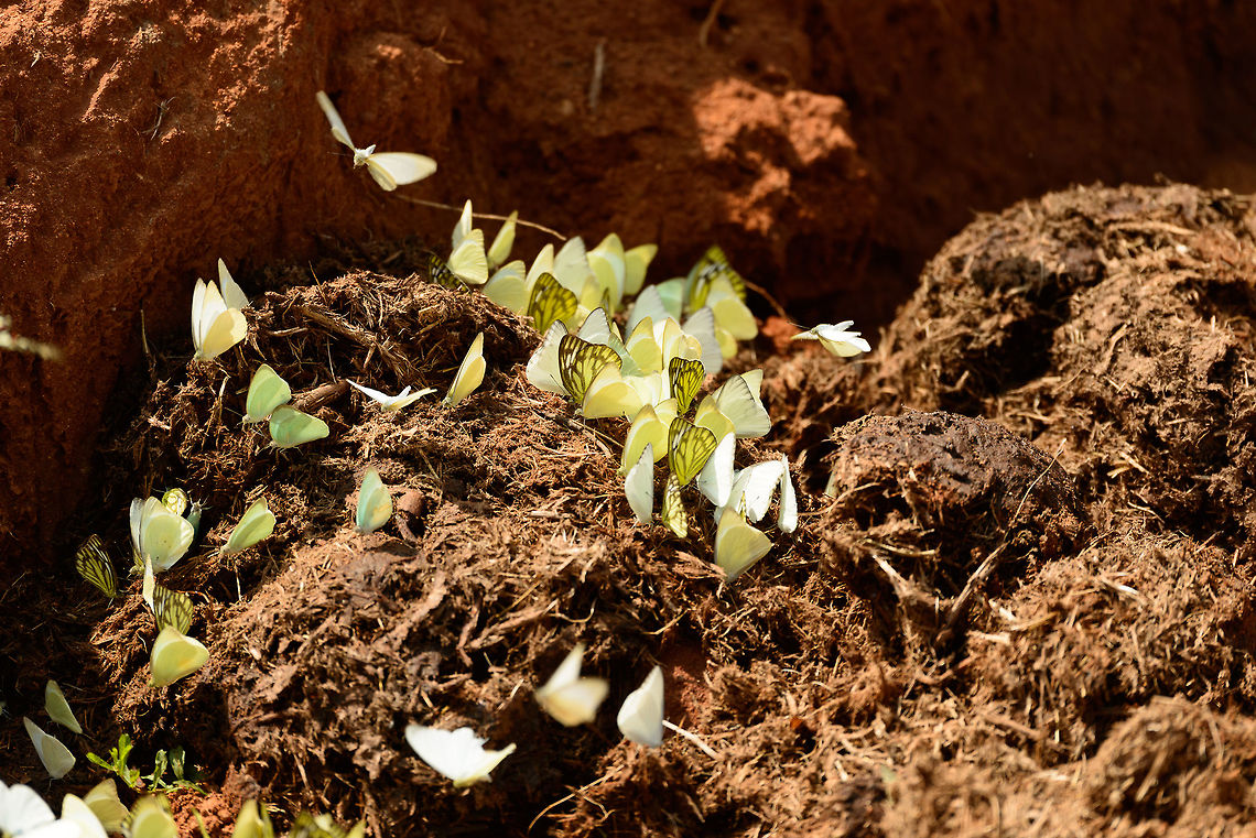 Butterfly cloud A common sight in many Sri Lankan parks: large clusters of butterflies stationed to the ground feeding on dung. As you approach with a jeep, they all fly out together, creating a cloud of butterflies that you pass through. I've made it a habit to anticipate on it, shouting "butterfly cloud!" whilst moving my arms in a rainbow motion to receive them. You read it here first, I'm not always a serious man. Asia,Catopsilia pomona,Lemon Emigrant,Sri Lanka,Yala