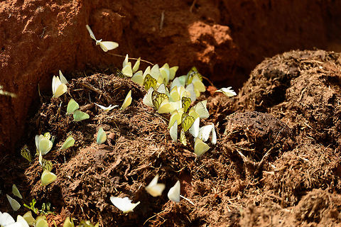 Butterfly cloud A common sight in many Sri Lankan parks: large clusters of butterflies stationed to the ground feeding on dung. As you approach with a jeep, they all fly out together, creating a cloud of butterflies that you pass through. I've made it a habit to anticipate on it, shouting "butterfly cloud!" whilst moving my arms in a rainbow motion to receive them. You read it here first, I'm not always a serious man. Asia,Catopsilia pomona,Lemon Emigrant,Sri Lanka,Yala