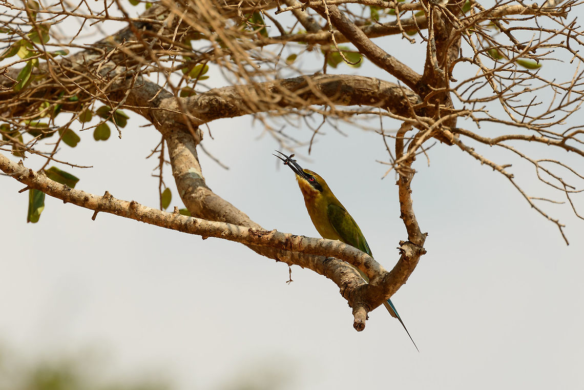 Blue-tailed bee-eater snacking in Yala NP, Sri Lanka When you view this fullscreen, you can get a better look at the insect. I don&#039;t know the name of it, but its quite a thick and slow flying insect that is often seen. Asia,Blue-tailed Bee-eater,Merops philippinus,Sri Lanka,Yala