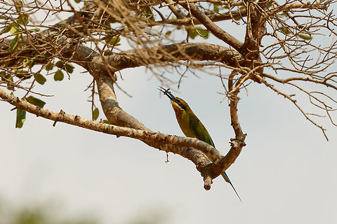 Blue-tailed bee-eater snacking in Yala NP, Sri Lanka When you view this fullscreen, you can get a better look at the insect. I don't know the name of it, but its quite a thick and slow flying insect that is often seen. Asia,Blue-tailed Bee-eater,Merops philippinus,Sri Lanka,Yala