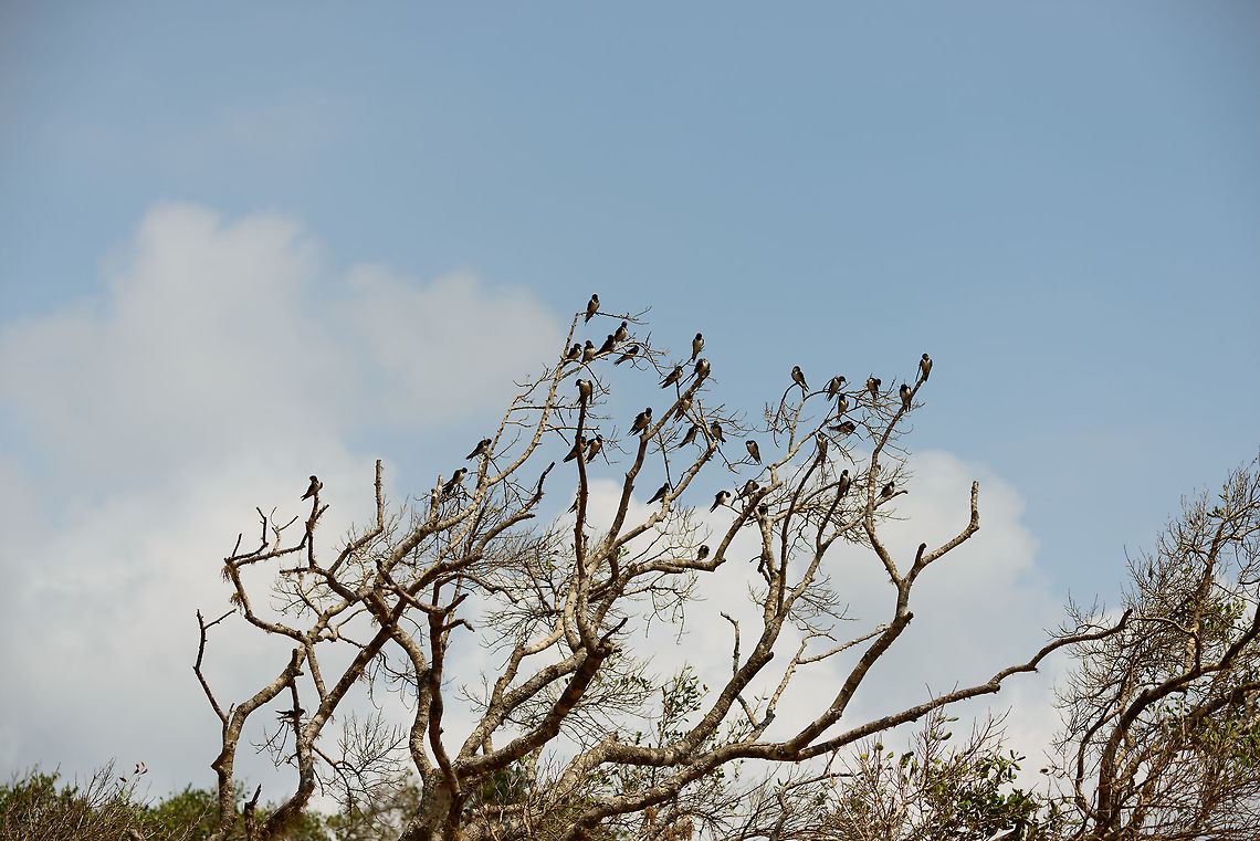 Flock of Barn Swallows in tree, Yala NP, Sri Lanka They spend a lot of the day in trees like this, grooming themselves and picking fights over spots. Occasionally they come down to hunt, which is quite spectacular. They are super fast low flyers. Asia,Barn swallow,Hirundo rustica,Sri Lanka,Yala