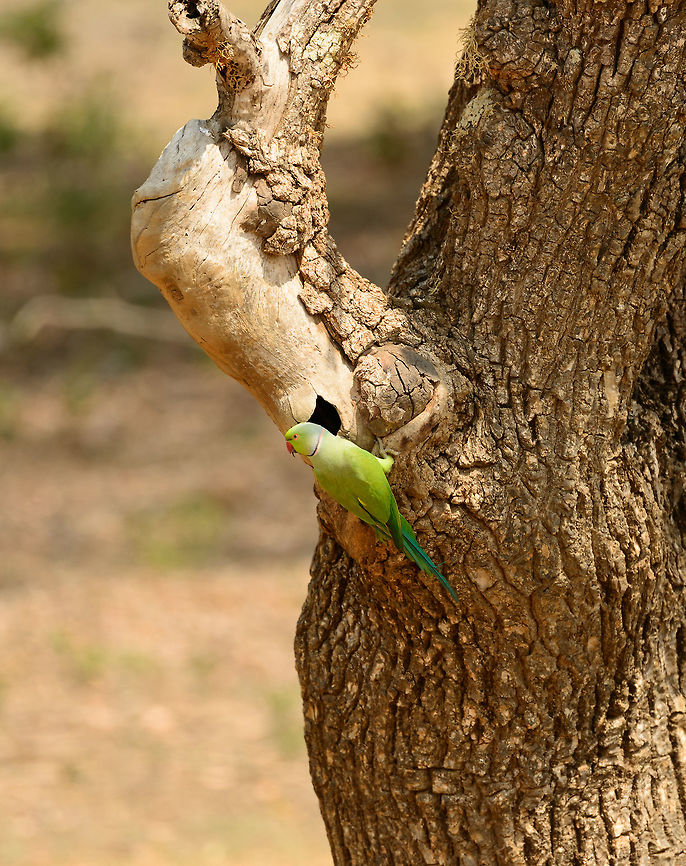 Rose-ringed Parakeet attending nesting hole, Yala NP, Sri Lanka I was happy to see this bird in Sri Lanka. In my cold home country of the Netherlands, this is the only tropical bird occurring. It was introduced and is able to survive, both in the cold and in urban areas. I once was witness to the incredible strength of its beak, as in a bird park one set on my shoulder and deformed a solid metal button of my coat. It is with this strength that they are able to make nests like these, although they gladly reuse an existing one.<br />
<br />
There&#039;s two other species looking similar to this in Sri Lanka, I&#039;ll post later, as we spotted those in a different park. Asia,Psittacula krameri,Rose-ringed Parakeet,Sri Lanka,Yala