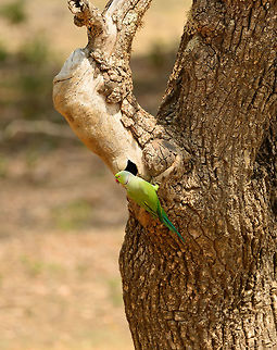Rose-ringed Parakeet attending nesting hole, Yala NP, Sri Lanka I was happy to see this bird in Sri Lanka. In my cold home country of the Netherlands, this is the only tropical bird occurring. It was introduced and is able to survive, both in the cold and in urban areas. I once was witness to the incredible strength of its beak, as in a bird park one set on my shoulder and deformed a solid metal button of my coat. It is with this strength that they are able to make nests like these, although they gladly reuse an existing one.

There's two other species looking similar to this in Sri Lanka, I'll post later, as we spotted those in a different park. Asia,Psittacula krameri,Rose-ringed Parakeet,Sri Lanka,Yala
