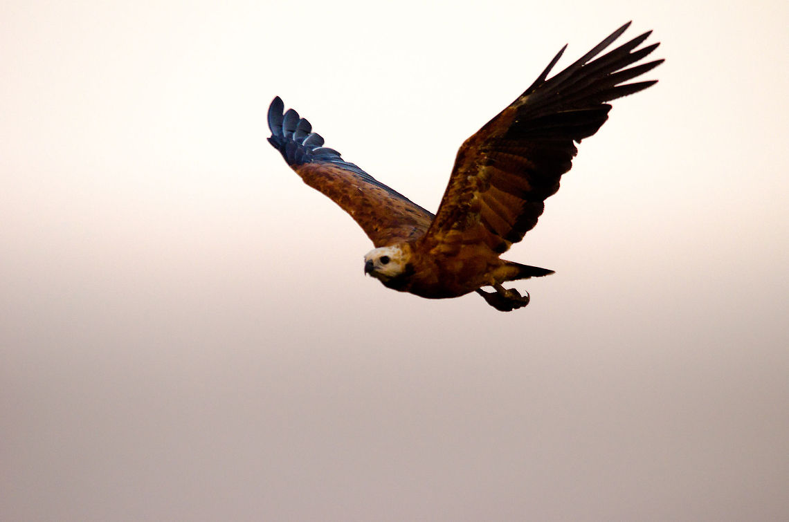 Black-collared Hawk in flight Full view of a black-collared Hawk in flight, notice how straight its body is. Bird of prey,Black-collared Hawk,Brazil,Hawk,Pantanal,birds