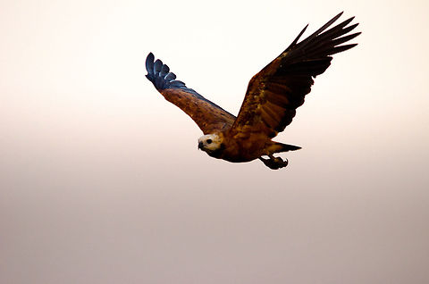 Black-collared Hawk in flight Full view of a black-collared Hawk in flight, notice how straight its body is. Bird of prey,Black-collared Hawk,Brazil,Hawk,Pantanal,birds