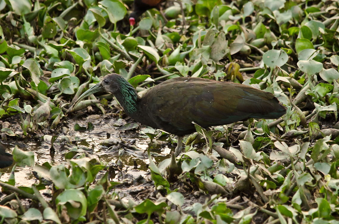 Green Ibis using camouflage Kind of hard to spot on a green background, yet I totally love the feathers of the Green Ibis. Birds,Brazil,Green Ibis,Ibis,Pantanal