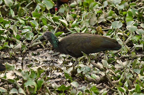 Green Ibis using camouflage Kind of hard to spot on a green background, yet I totally love the feathers of the Green Ibis. Birds,Brazil,Green Ibis,Ibis,Pantanal