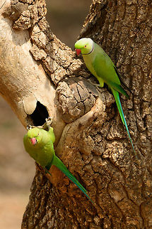 Rose-ringed Parakeet couple attending nesting hole, Yala NP, Sri Lanka  Asia,Psittacula krameri,Rose-ringed Parakeet,Sri Lanka,Yala