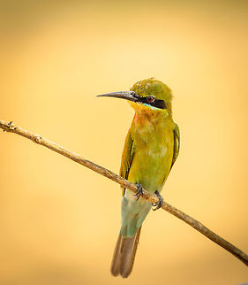 Portrait of a Blue-tailed Bee-eater, Yala NP An incredibly active bird that spends a lot of its day like this, on a small branch, rapidly rotating its head in all directions to track flying insects. Fly out, capture, return to branch, and repeat. Asia,Blue-tailed Bee-eater,Merops philippinus,Sri Lanka,Yala