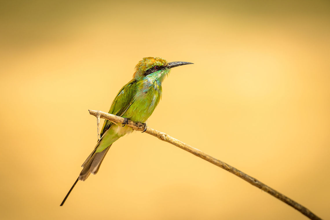 Portrait of a Little Green Bee-eater, Yala NP  Asia,Green bee-eater,Merops orientalis,Sri Lanka,Yala