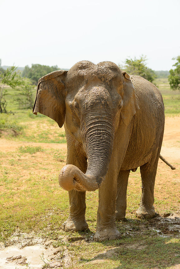 Sri Lankan Elephant enjoying mud bath, Yala NP, Sri Lanka Another close encounter with a Sri Lankan Elephant. This one was bathing itself in a tiny mud pool. It appeared to enjoy itself a lot, so the encounter was peaceful. Asia,Elephas maximus maximus,Sri Lanka,Sri Lankan elephant,Yala