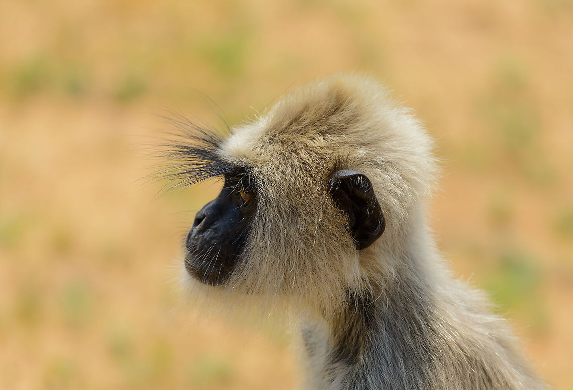 Portrait of a Tufted Gray Langur This young langur sat right next to our jeep, on the floor. It was accepting our presence and continued feeding from some plants on the floor. From this angle you can see their very long &quot;whiskers&quot;. Asia,Semnopithecus priam,Sri Lanka,Tufted gray langur,Yala
