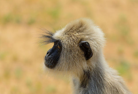 Portrait of a Tufted Gray Langur This young langur sat right next to our jeep, on the floor. It was accepting our presence and continued feeding from some plants on the floor. From this angle you can see their very long "whiskers". Asia,Semnopithecus priam,Sri Lanka,Tufted gray langur,Yala