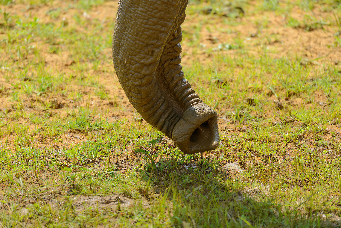 Closeup of Elephant trunk, Yala NP, Sri Lanka Wikipedia describes quite well how incredibly useful this appendage is:<br />
<br />
&quot;Elephant trunks have multiple functions, including breathing, olfaction, touching, grasping, and sound production. The animal&#039;s sense of smell may be four times as sensitive as that of a bloodhound. The trunk&#039;s ability to make powerful twisting and coiling movements allows it to collect food, wrestle with conspecifics, and lift up to 350 kg (770 lb). It can be used for delicate tasks, such as wiping an eye and checking an orifice, and is capable of cracking a peanut shell without breaking the seed. With its trunk, an elephant can reach items at heights of up to 7 m (23 ft) and dig for water under mud or sand. Individuals may show lateral preference when grasping with their trunks: some prefer to twist them to the left, others to the right. Elephants can suck up water both to drink and to spray on their bodies. An adult Asian elephant is capable of holding 8.5 L (2.2 US gal) of water in its trunk. They will also spray dust or grass on themselves. When underwater, the elephant uses its trunk as a snorkel.&quot;<br />
<br />
I don&#039;t think even people can produce a machine this versatile. One part I like especially about the description is that apparently, there are left-handed and right-handed elephants, never knew that! Asia,Elephas maximus maximus,Sri Lanka,Sri Lankan elephant,Yala