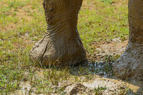 Closeup of feet of Sri Lankan Elephant, Yala NP, Sri Lanka These are the front feet, which are larger for the sake of weight distribution. Besides for balance, elephants also use their feet to "listen" to the earth's surface, they are able to detect seismic activity this way. Asia,Elephas maximus maximus,Sri Lanka,Sri Lankan elephant,Yala