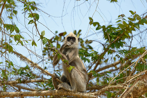 Tufted Grey Langur watching and eating, Yala NP, Sri Lanka  Asia,Semnopithecus priam,Sri Lanka,Tufted gray langur,Yala