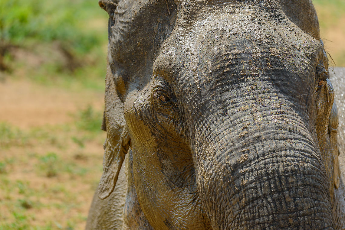 Frontal closeup of a Sri Lankan Elephant, Yala NP, Sri Lanka The photo looks a bit intimidating, yet this elephant was quite peaceful, only enjoying its mud bath. Asia,Elephas maximus maximus,Sri Lanka,Sri Lankan elephant,Yala