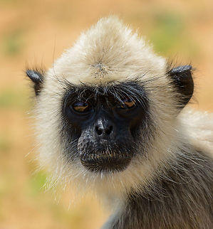 Yala through the eyes of a Tufted Langur The eyes of a Tufted Langur are so reflective, that you can actually see Yala National Park in them :) Asia,Semnopithecus priam,Sri Lanka,Tufted gray langur,Yala