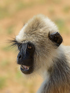 Portrait of a Tufted Gray Langur, Yala NP, Sri Lanka Another portrait, this one emphasizing its teeth. Asia,Semnopithecus priam,Sri Lanka,Tufted gray langur,Yala