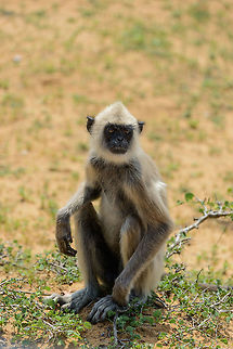 Tufted Grey Langur feeding on plants from the ground, Yala NP, Sri Lanka  Asia,Semnopithecus priam,Sri Lanka,Tufted gray langur,Yala