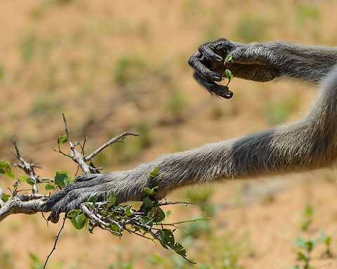 Tufted Gray Langur feeding tools, Yala NP, Sri Lanka Just like us, these langurs have opposable thumbs, one of nature's greatest innovations ever. This allows them to accurately pick tiny leafs from trees and shrubs. Asia,Semnopithecus priam,Sri Lanka,Tufted gray langur,Yala