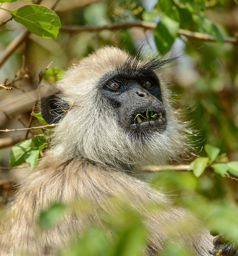 Older Tufted Langur eating leafs, Yala NP, Sri Lanka It looks like quite a beast, yet they are innocent plant eaters.  Asia,Semnopithecus priam,Sri Lanka,Tufted gray langur,Yala