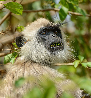 Older Tufted Langur eating leafs, Yala NP, Sri Lanka It looks like quite a beast, yet they are innocent plant eaters.  Asia,Semnopithecus priam,Sri Lanka,Tufted gray langur,Yala