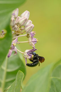 Slender-scaped Carpenter Bee