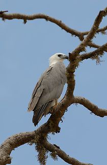 White-bellied Sea Eagle overlooking the ocean, Yala NP, Sri Lanka Found in the south of Yala NP:
http://www.jungledragon.com/image/27944/yala_meets_the_ocean.html Asia,Haliaeetus leucogaster,Sri Lanka,White-bellied Sea Eagle,Yala